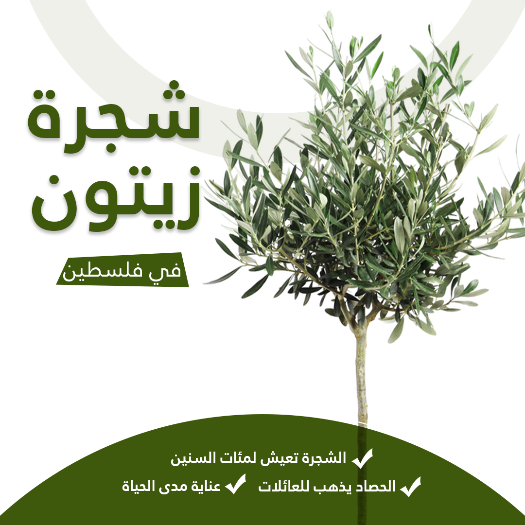 شجرة زيتون في فلسطين