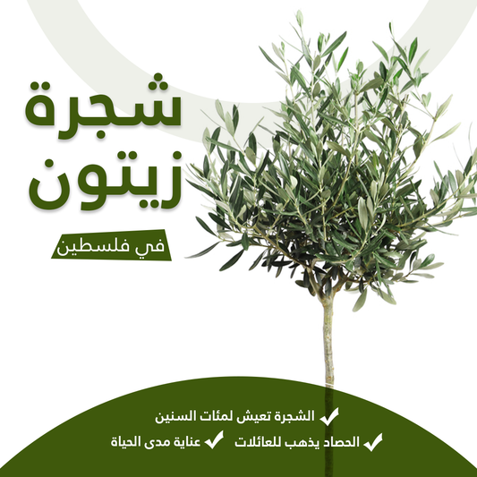 شجرة زيتون في فلسطين